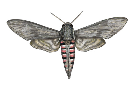 Agrius convolvuli