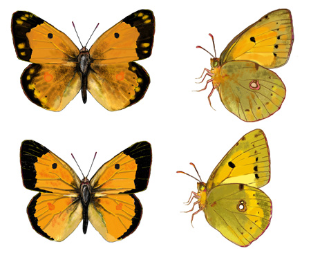 Colias crocea