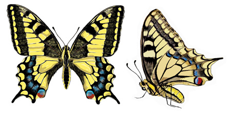 Papilio machaon