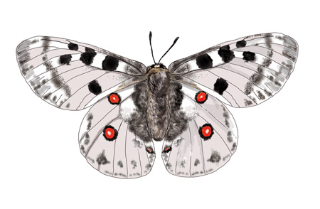 Parnassius apollo