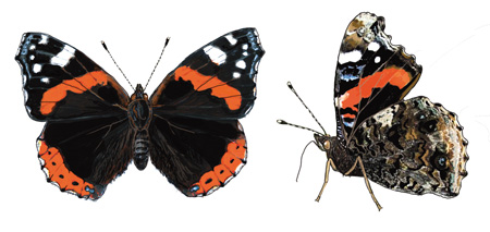 Vanessa atalanta