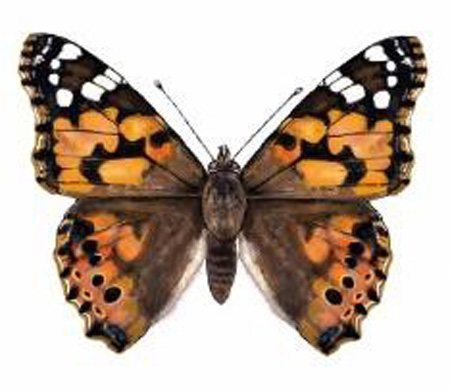 Vanessa cardui