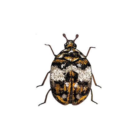 Anthrenus pimpinellae