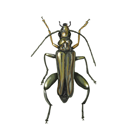 Oedemera  flavipes