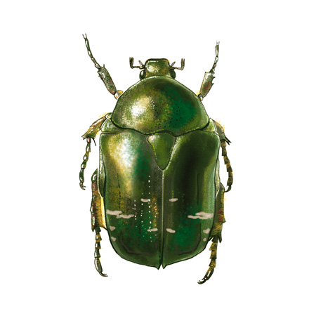 Cetonia aurata