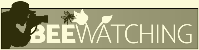 https://www.beewatching.it/