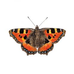 Aglais urticae