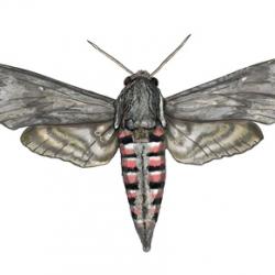 Agrius convolvuli