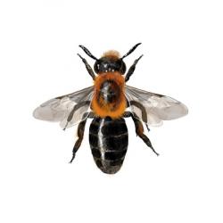 Andrena thoracica