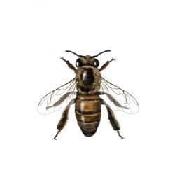 Apis mellifera