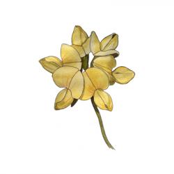 Lotus corniculatus