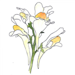 Linaria vulgaris