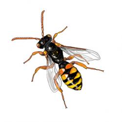 Nomada sexfasciata