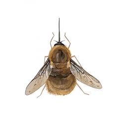 Bombylius medius