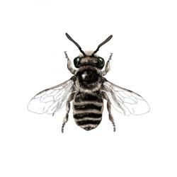 Megachile pilidens