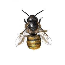 Osmia bicornis