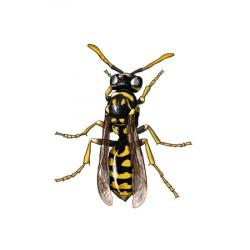 Polistes gallicus