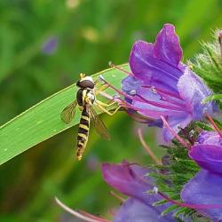 Syrphidae