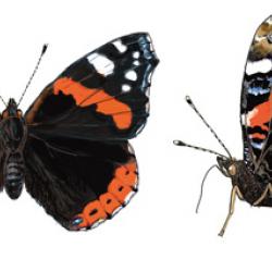 Vanessa atalanta