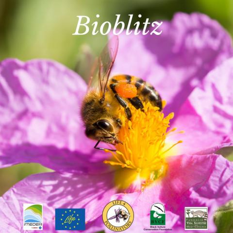 Bioblitz Mallorca